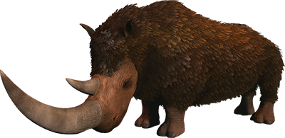 Rhinocéros Laineux Image